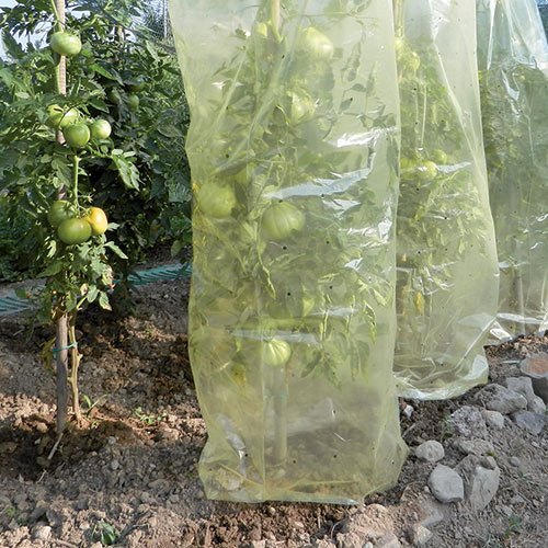 Tomato film - Tubolare protettivo per la coltivazione dei pomodori